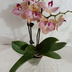 CGASPL Plants Phalaenopsis Orchid Live Plant