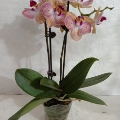 CGASPL Plants Phalaenopsis Orchid Live Plant
