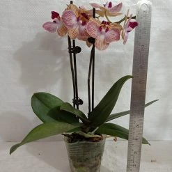 CGASPL Plants Phalaenopsis Orchid Live Plant