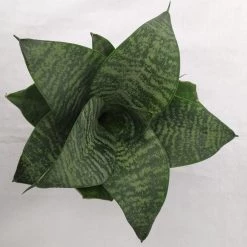 ChhajedGarden Shop 25 CGASPL Sansevieria Hahnii Green Dwarf Plant Plants