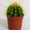CGASPL Plants Echinocactus Grusonii Painted Non-Grafted Green-Orange Cactus (In Plastic Pot)