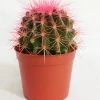 CGASPL Plants Echinocactus Grusonii Painted Non-Grafted Rose Cactus (In Plastic Pot)