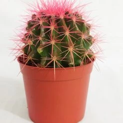 CGASPL Plants Echinocactus Grusonii Painted Non-Grafted Rose Cactus (In Plastic Pot)