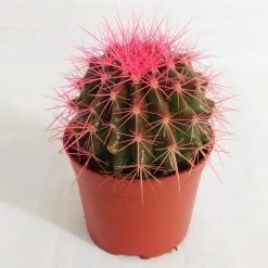 CGASPL Plants Echinocactus Grusonii Painted Non-Grafted Rose Cactus (In Plastic Pot)