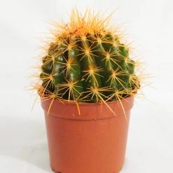 CGASPL Echinocactus Grusonii Painted Non-Grafted Orange Cactus (In Plastic Pot) Plants