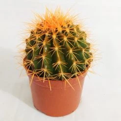 CGASPL Echinocactus Grusonii Painted Non-Grafted Orange Cactus (In Plastic Pot) Plants