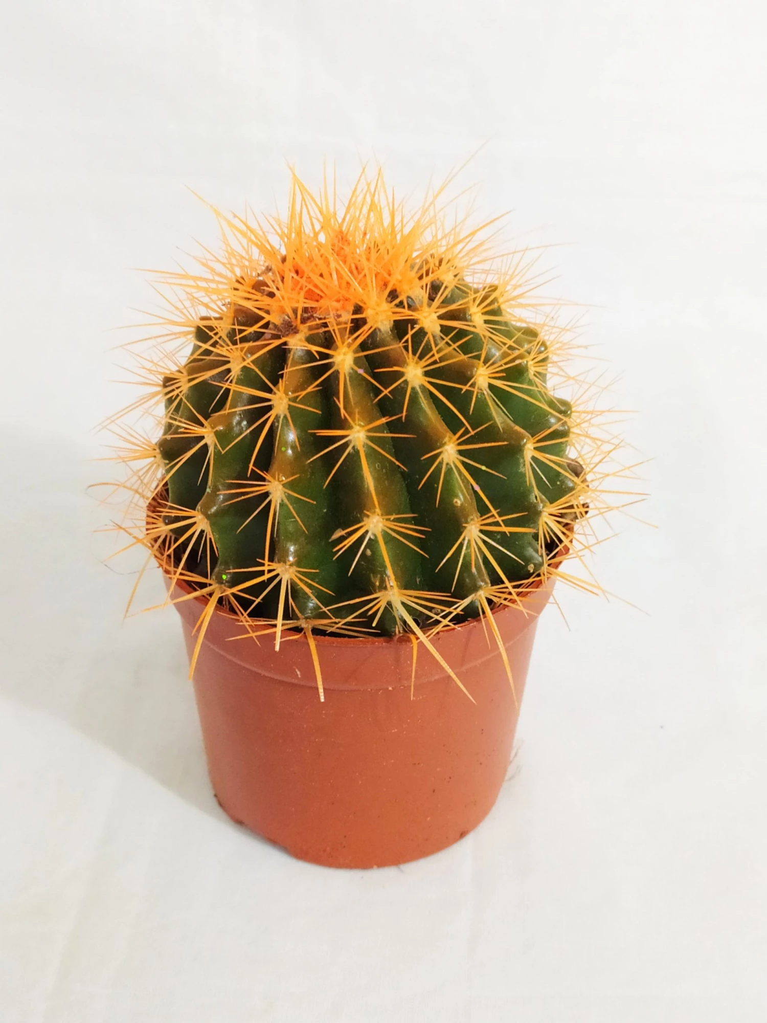 CGASPL Echinocactus Grusonii Painted Non-Grafted Orange Cactus (In Plastic Pot) Plants 4 CGASPL Echinocactus Grusonii Painted Non-Grafted Orange Cactus (In Plastic Pot) Plants