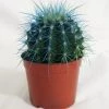 CGASPL Plants Echinocactus Grusonii Painted Non-Grafted Blue Cactus (In Plastic Pot) 2 CGASPL Plants Echinocactus Grusonii Painted Non-Grafted Blue Cactus (In Plastic Pot)