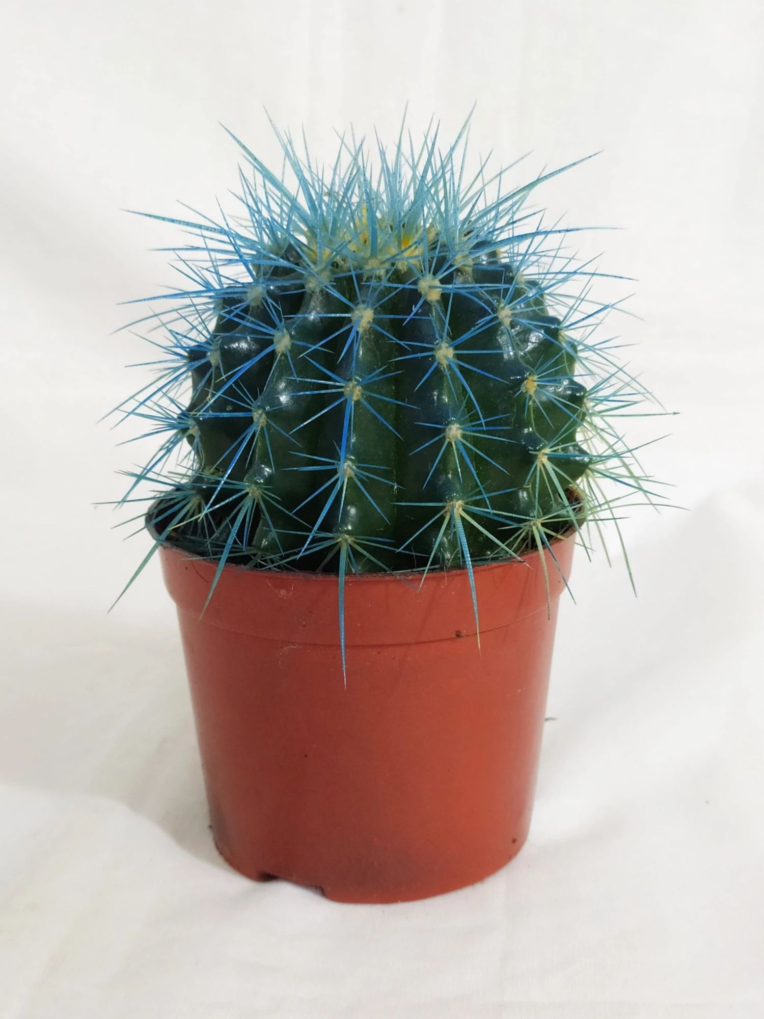 CGASPL Plants Echinocactus Grusonii Painted Non-Grafted Blue Cactus (In Plastic Pot) 3 CGASPL Plants Echinocactus Grusonii Painted Non-Grafted Blue Cactus (In Plastic Pot)