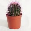 CGASPL Plants Echinocactus Grusonii Painted Non-Grafted Purple Cactus (In Plastic Pot) 1 CGASPL Plants Echinocactus Grusonii Painted Non-Grafted Purple Cactus (In Plastic Pot)