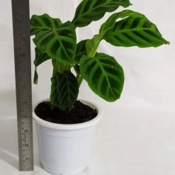 CGASPL Calathea Zebrina Live Plant Plants 11 CGASPL Calathea Zebrina Live Plant Plants