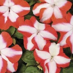Chhajed Garden Imported Flower Seeds Impatiens Accent Orange Star Flower Seeds