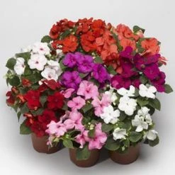 Goldsmith Impatiens Accent Premium Mix Flower Seeds