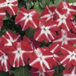Chhajed Garden Impatiens Accent Red Star Flower Seeds Imported Flower Seeds