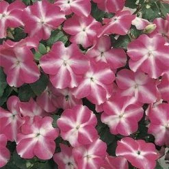 Chhajed Garden Imported Flower Seeds Impatiens Accent Rose Star Flower Seeds