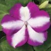 Chhajed Garden Impatiens Accent Violet Star Flower Seeds