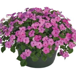 Chhajed Garden Impatiens Lollipop Bubblegum Pink Flower Seeds Imported Flower Seeds