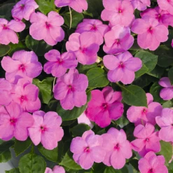Chhajed Garden Impatiens Lollipop Bubblegum Pink Flower Seeds Imported Flower Seeds