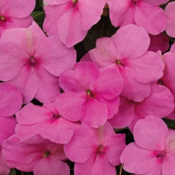 Chhajed Garden Impatiens Lollipop Bubblegum Pink Flower Seeds Imported Flower Seeds