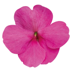 Chhajed Garden Impatiens Lollipop Bubblegum Pink Flower Seeds Imported Flower Seeds