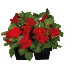 Chhajed Garden Impatiens Lollipop Cherry Red Flower Seeds Imported Flower Seeds