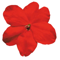 Chhajed Garden Impatiens Lollipop Cherry Red Flower Seeds Imported Flower Seeds