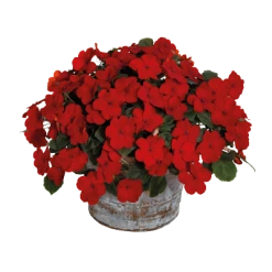 Chhajed Garden Impatiens Lollipop Cherry Red Flower Seeds Imported Flower Seeds
