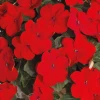 Chhajed Garden Impatiens Lollipop Cherry Red Flower Seeds Imported Flower Seeds
