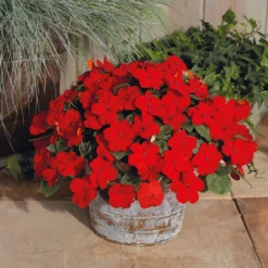 Chhajed Garden Impatiens Lollipop Cherry Red Flower Seeds Imported Flower Seeds