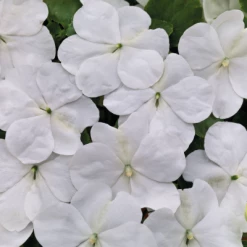 Chhajed Garden Impatiens Lollipop Coconut White Flower Seeds