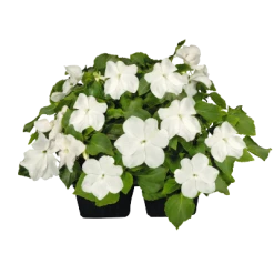 Chhajed Garden Impatiens Lollipop Coconut White Flower Seeds