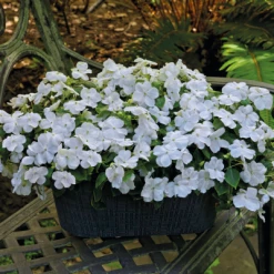 Chhajed Garden Impatiens Lollipop Coconut White Flower Seeds