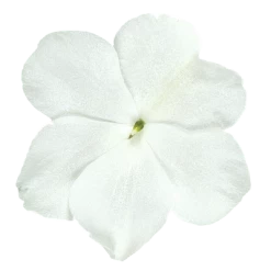 Chhajed Garden Impatiens Lollipop Coconut White Flower Seeds