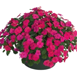Chhajed Garden Imported Flower Seeds Impatiens Lollipop Fruit Punch Rose Flower Seeds