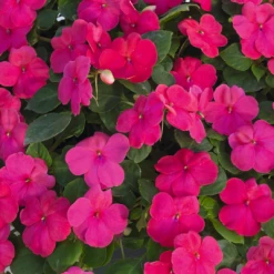 Chhajed Garden Imported Flower Seeds Impatiens Lollipop Fruit Punch Rose Flower Seeds