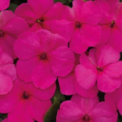 Chhajed Garden Imported Flower Seeds Impatiens Lollipop Fruit Punch Rose Flower Seeds