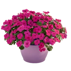 Chhajed Garden Imported Flower Seeds Impatiens Lollipop Fruit Punch Rose Flower Seeds