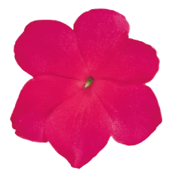 Chhajed Garden Imported Flower Seeds Impatiens Lollipop Fruit Punch Rose Flower Seeds