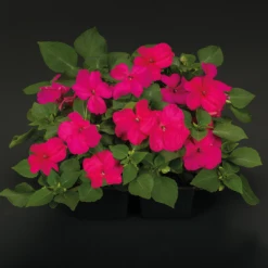 Chhajed Garden Imported Flower Seeds Impatiens Lollipop Fruit Punch Rose Flower Seeds