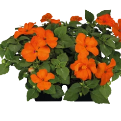 Chhajed Garden Impatiens Lollipop Orange Flower Seeds