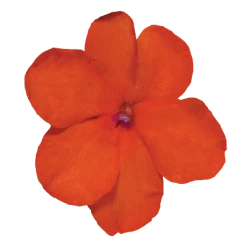 Chhajed Garden Impatiens Lollipop Orange Flower Seeds