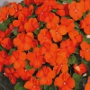 Chhajed Garden Impatiens Lollipop Orange Flower Seeds