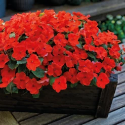 Chhajed Garden Impatiens Lollipop Orange Flower Seeds