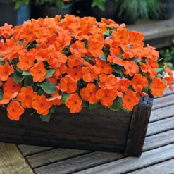 Chhajed Garden Impatiens Lollipop Orange Flower Seeds