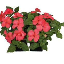 Chhajed Garden Imported Flower Seeds Impatiens Lollipop Peach Salmon Flower Seeds