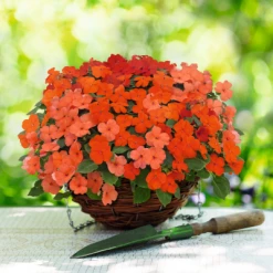 Chhajed Garden Imported Flower Seeds Impatiens Lollipop Peach Salmon Flower Seeds