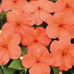 Chhajed Garden Imported Flower Seeds Impatiens Lollipop Peach Salmon Flower Seeds