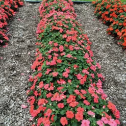 Chhajed Garden Imported Flower Seeds Impatiens Lollipop Peach Salmon Flower Seeds