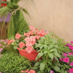 Chhajed Garden Imported Flower Seeds Impatiens Lollipop Peach Salmon Flower Seeds