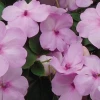 Chhajed Garden Imported Flower Seeds Impatiens Lollipop Pink Lemonade Light Pink Flower Seeds